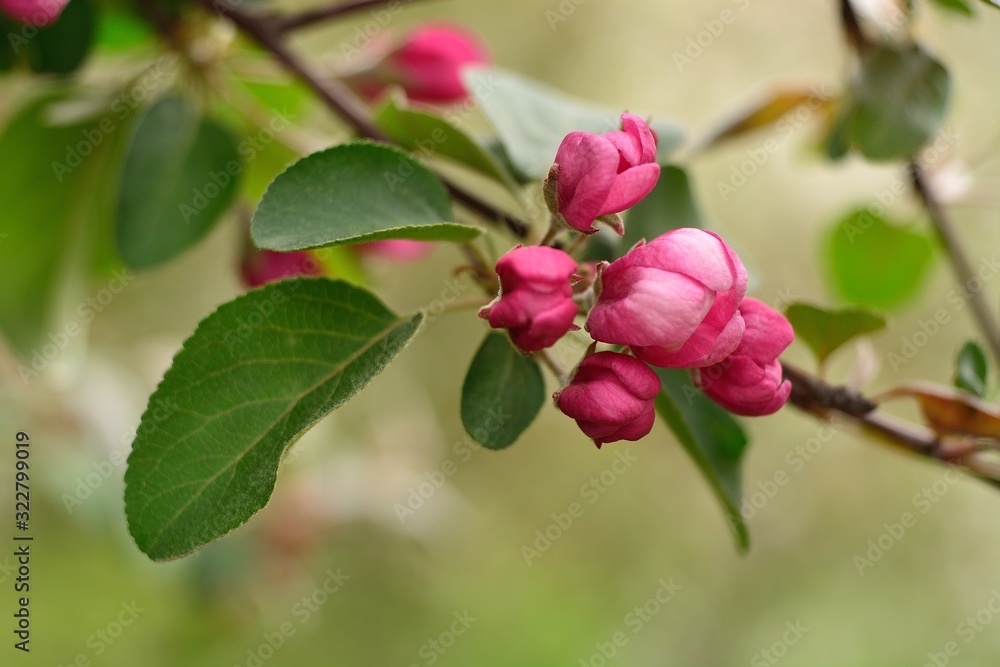 Spring flowering fruit trees, Apple trees. Spring flowering fruit trees, Apple trees.