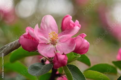 Spring flowering fruit trees, Apple trees.