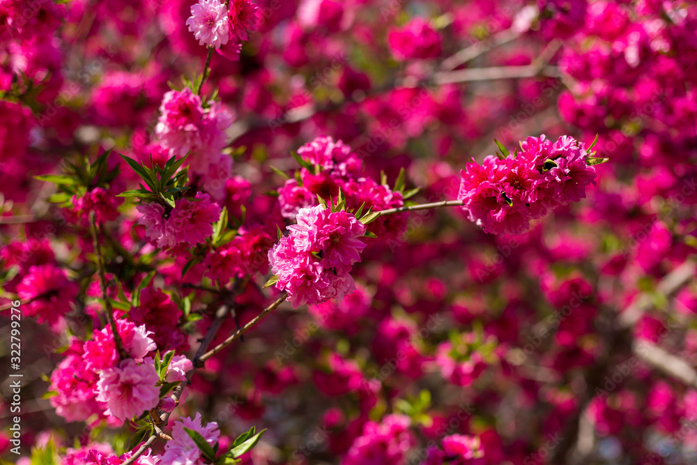 Pink sakura at the spring in China Pink sakura at the spring in China