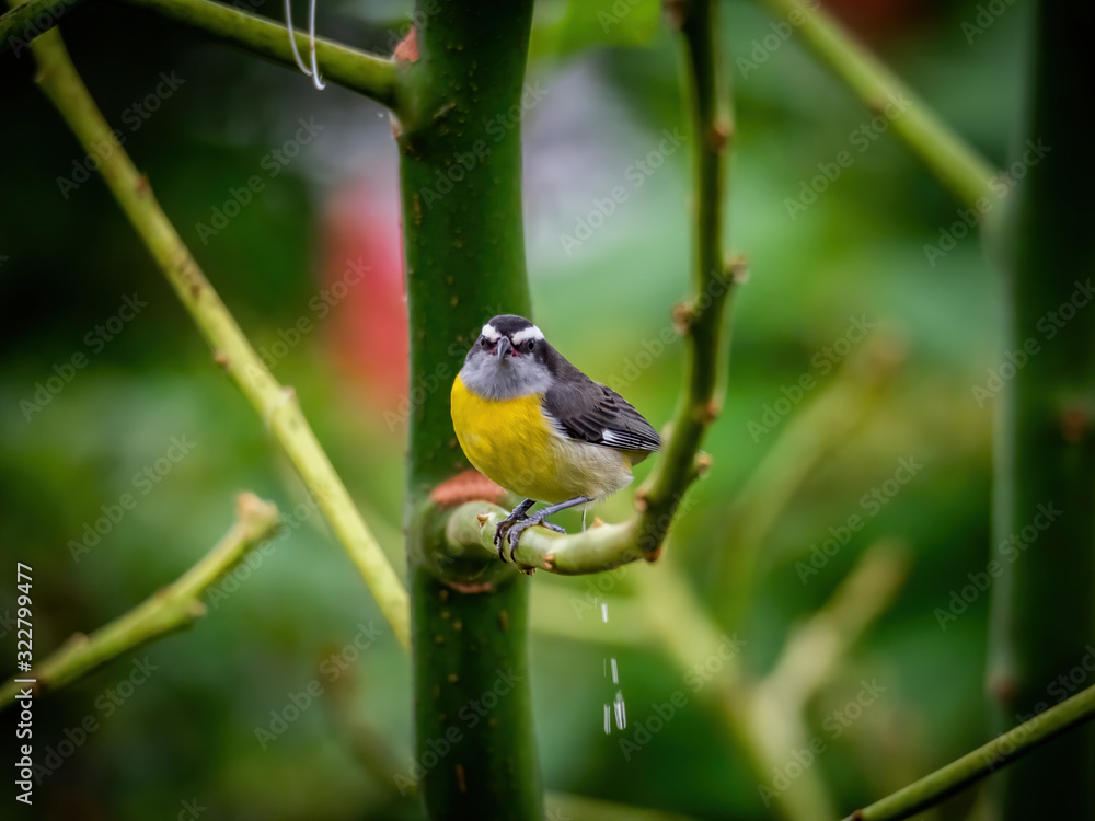 Fototapeta premium yellow and gray bird on branch
