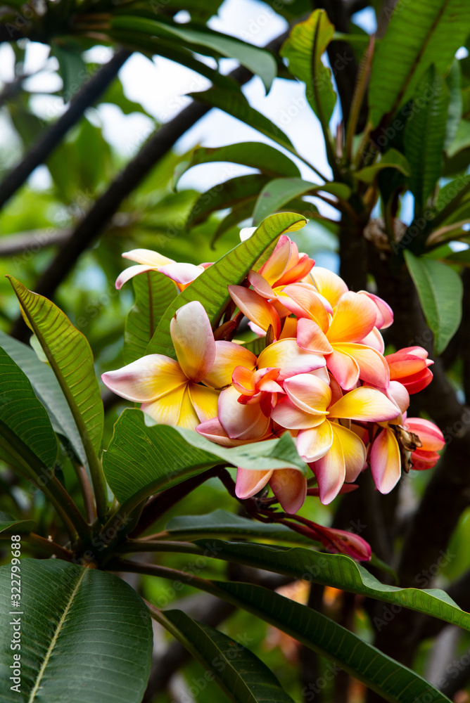 Obraz premium tropical flowers