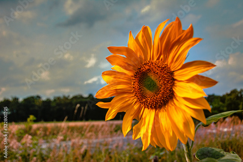 Sonnenblume