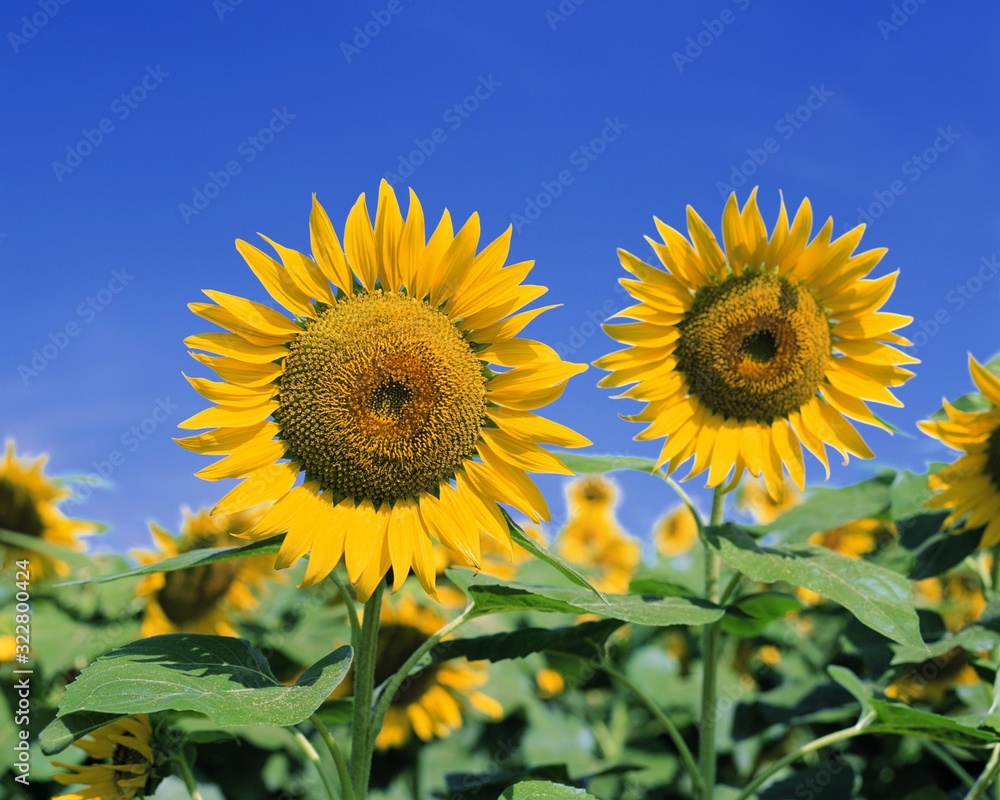 Lonely sunflower on a background blue sky