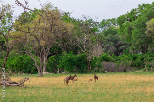 Antilope