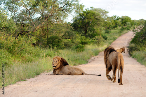 Male Lion in the wilderness of Africa