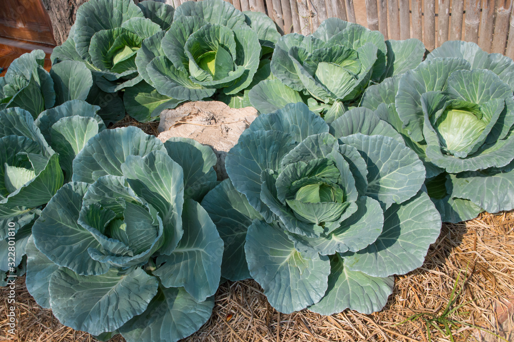 Cabbage is naturally grown organically. Cabbage is naturally grown organically.
