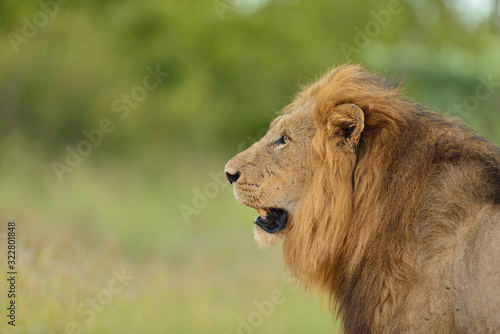 Fototapeta Naklejka Na Ścianę i Meble -  Male Lion in the wilderness of Africa