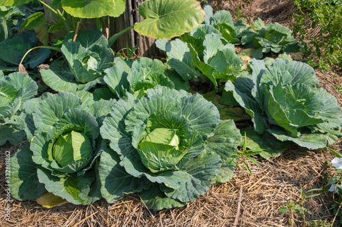 Cabbage is naturally grown organically.