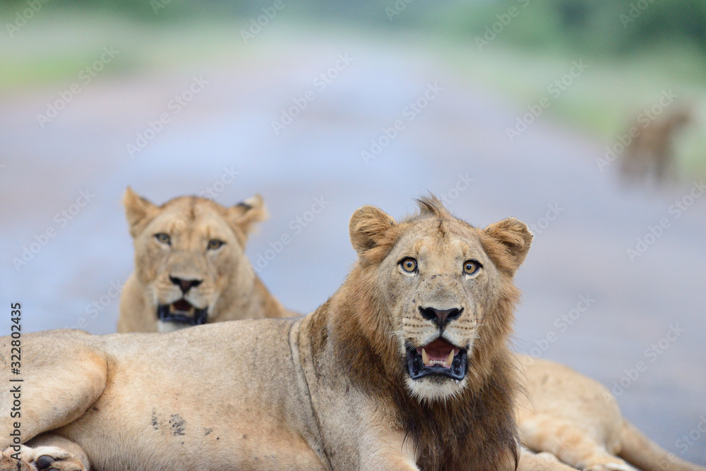 Obraz premium Male Lion in the wilderness of Africa