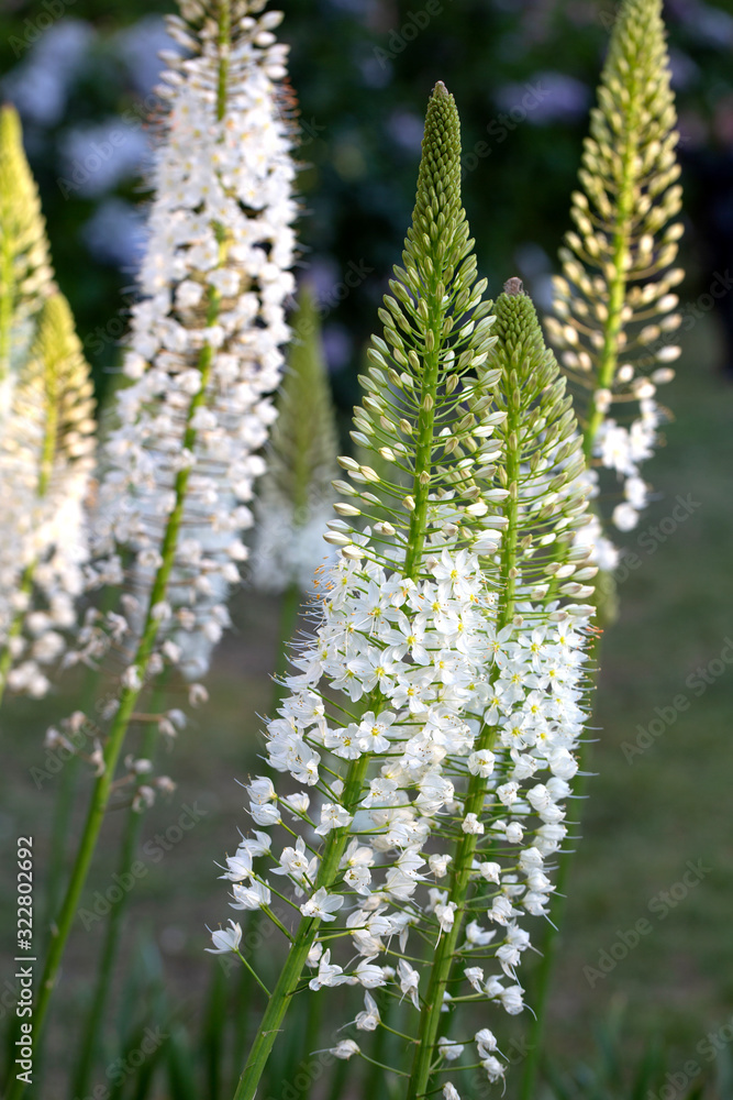 Eremurus himalaicus flowers in the garden Eremurus himalaicus flowers in the garden