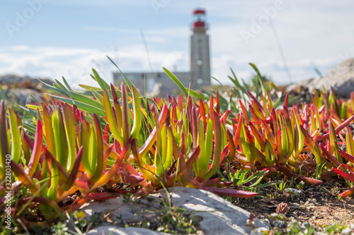 Leuchtturm und exotische Vegetation photo