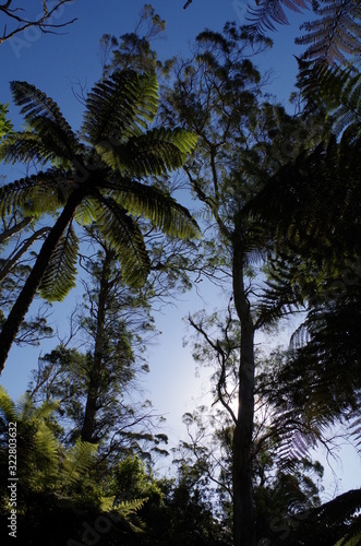 Redwood Forest Neuseeland