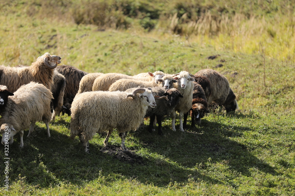 Fototapeta premium a flock of sheep grazing on green grass in the field