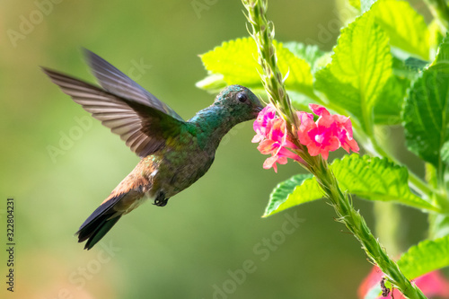 A juvenile Copper-rumped hummingbird feeding on a pink Vervain plant in bright sunlight.  Taken in a tropical garden. © Chelsea Sampson
