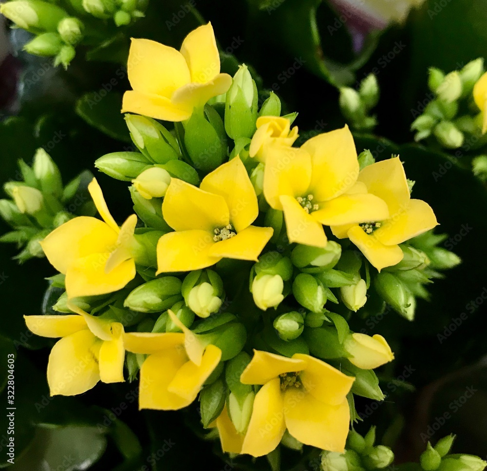 Obraz premium Celebrating Saint Valentine's Day, romantic blossom background flowers, little things for people who love each other and should be happy, yellow flowers. Spring, Awakening Of Nature