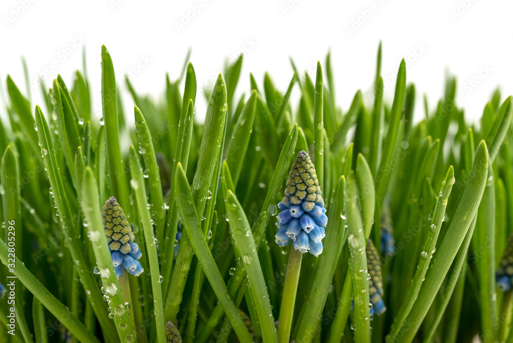 Fototapeta premium Muscari