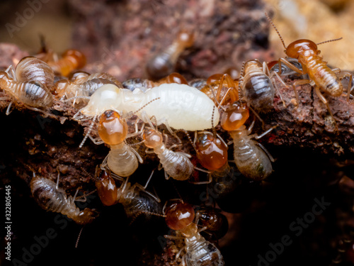 Termites are social creatures that damage people 's wooden houses because they eat wood