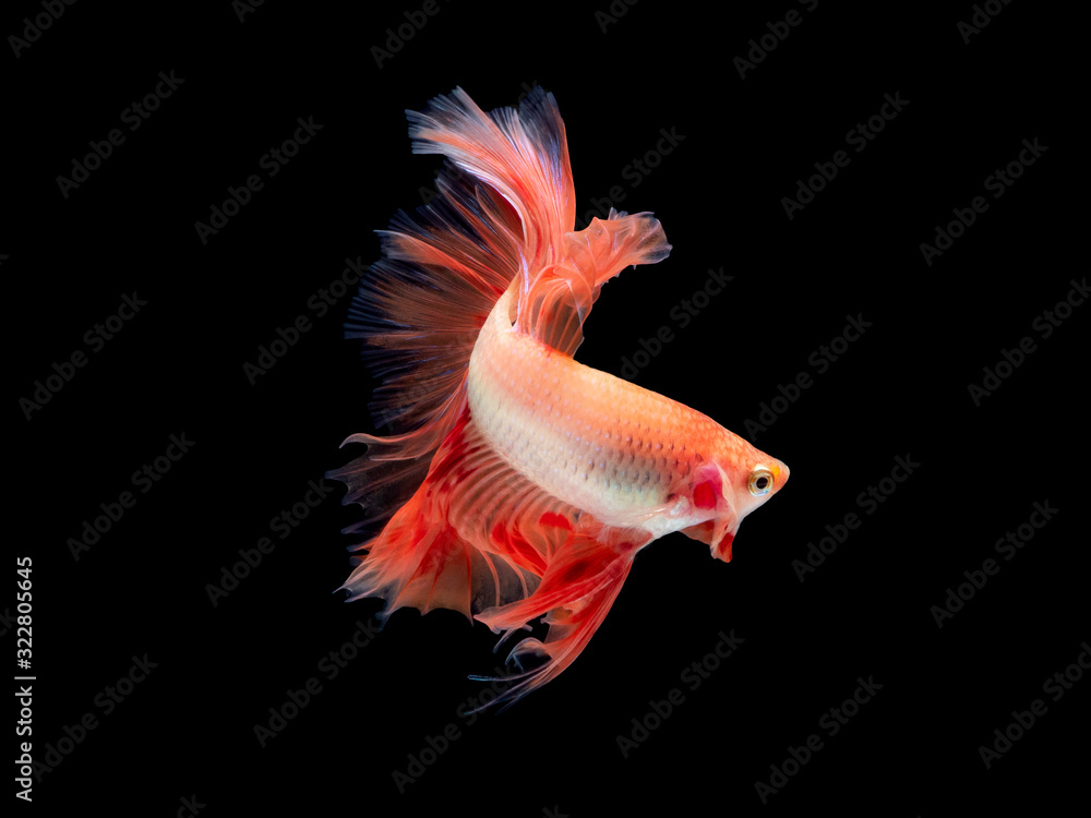 Action and movement of Thai fighting fish on a black background Action and movement of Thai fighting fish on a black background