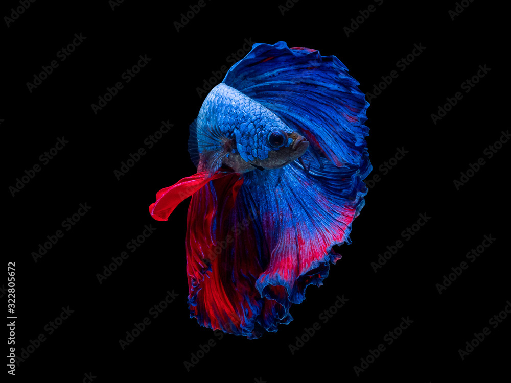 Action and movement of Thai fighting fish on a black background Action and movement of Thai fighting fish on a black background