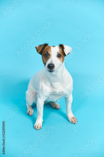 Fototapeta Naklejka Na Ścianę i Meble -  Jack Russell Terrier Isolated on a Blue Background. 