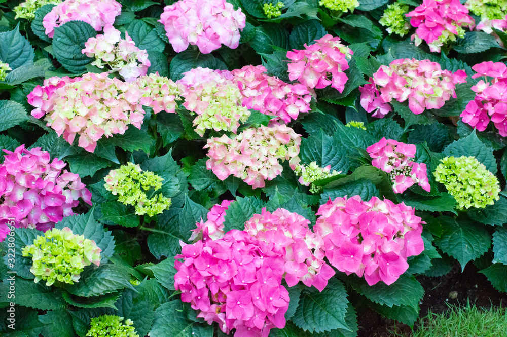 Hydrangea pink bloom beautifully in the garden. Hydrangea pink bloom beautifully in the garden.