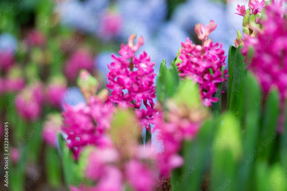 Pink hyacinths bloom beautifully in the garden.
