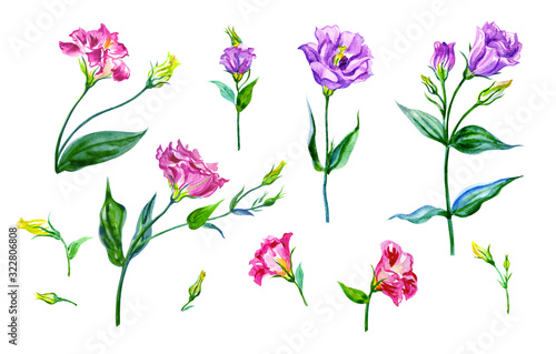 Eustoma or lisianthus flowers isolated on white background, watercolor drawing, floral elements set. photo