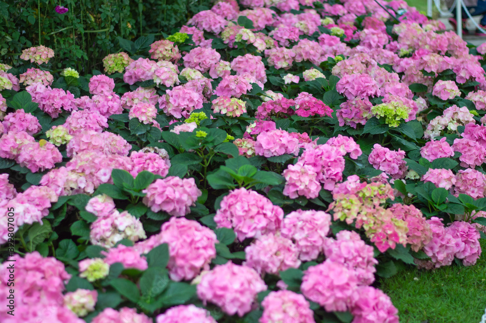 Hydrangea pink bloom beautifully in the garden. Hydrangea pink bloom beautifully in the garden.