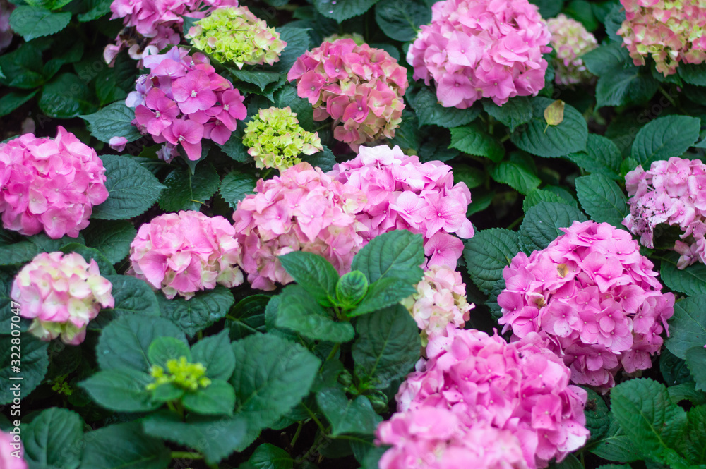 Hydrangea pink bloom beautifully in the garden. Hydrangea pink bloom beautifully in the garden.