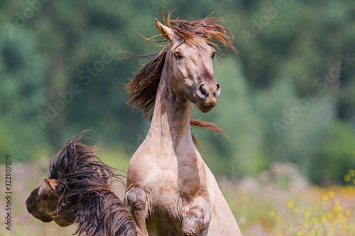 Canvas Print Fighting wild horses in a small wilderness area in Den Bosch in The Netherlands