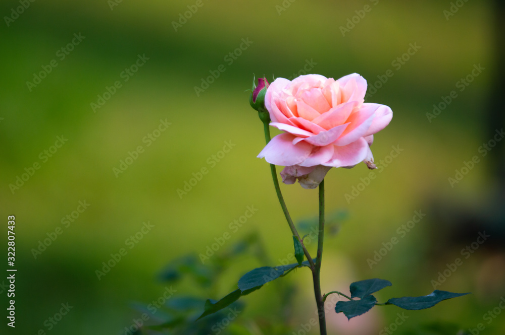 Beautiful pink roses in the garden green background.