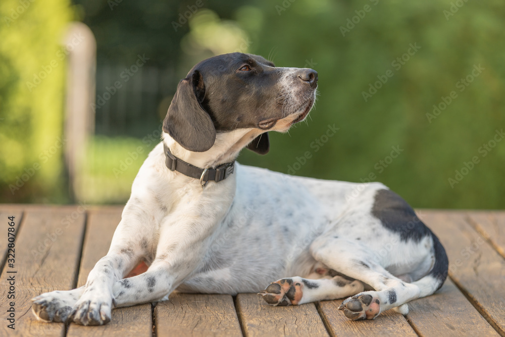 Pointer Hund schwarz weiss