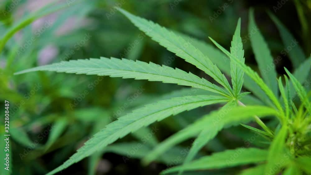Cannabis leaf in the breeze - Focus pull Cannabis leaf in the breeze - Focus pull