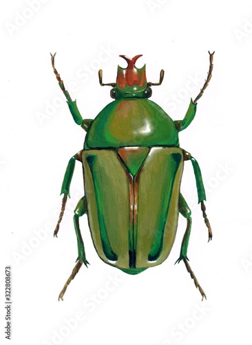 Watercolor illustration "coelorrhina hornimani beetle" © dinar12