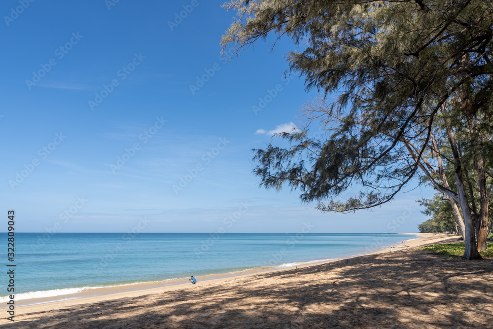 Ocean view and white sand beach with blue sky and a branch of pine tree background Ocean view and white sand beach with blue sky and a branch of pine tree background