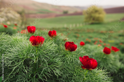 Beautiful landscape with steppe peonies. Unique place in Europe. The only place where these flowers grow is in Transylvania  Romania. 