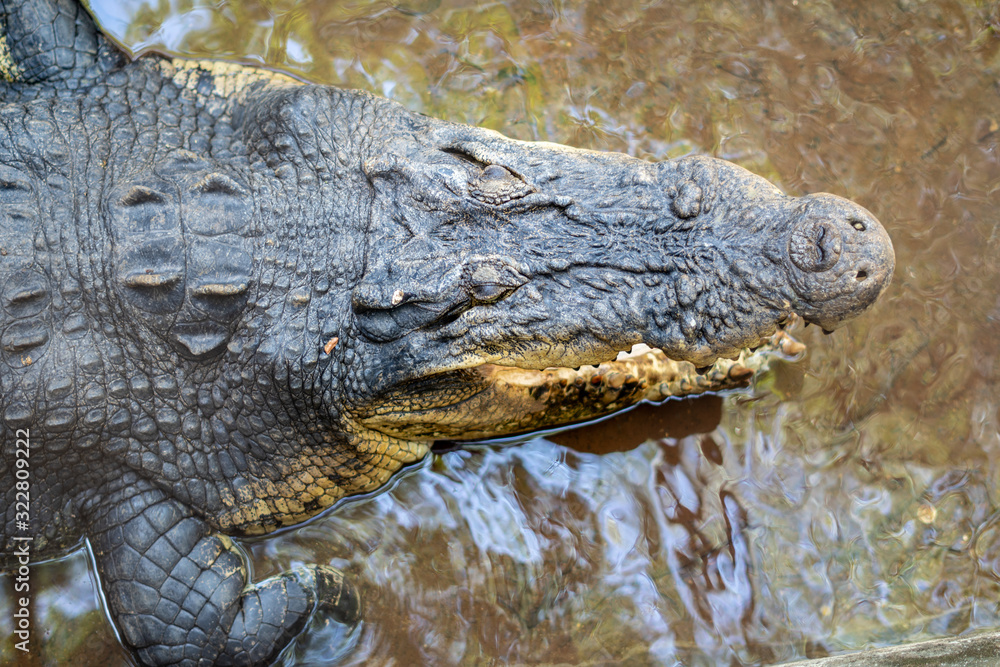 Fototapeta premium sleeping crocodile in the zoo