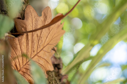 a dry leaves and green plant background photo