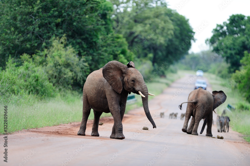 Fototapeta premium Elephant in the wilderness of Africa