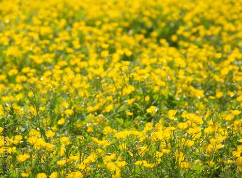 Buttercup field, yellow flowers background © Creatus