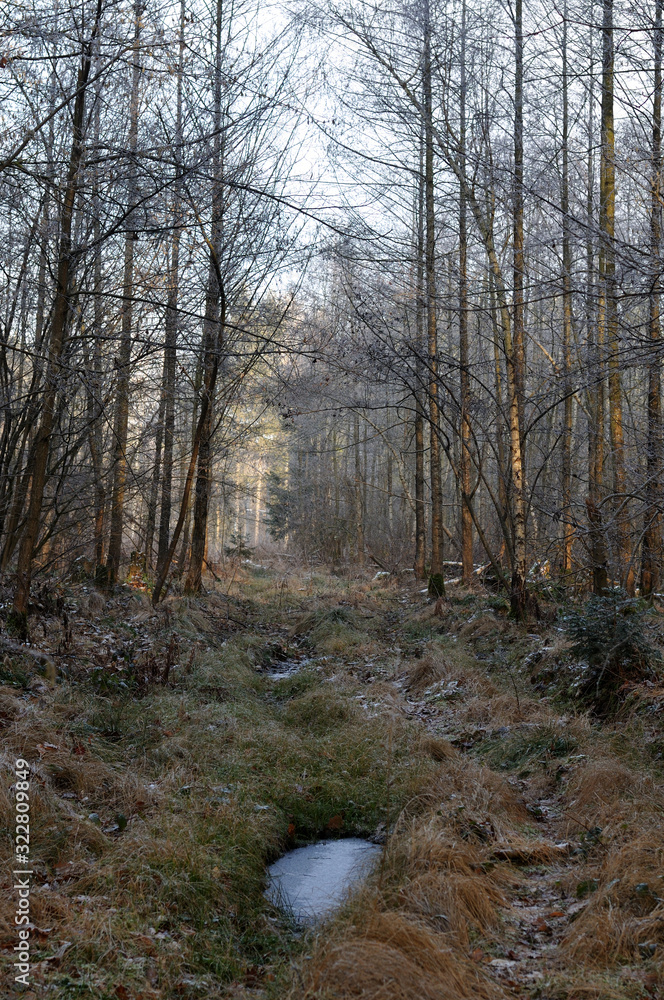 a frozen puddle on a path in forest