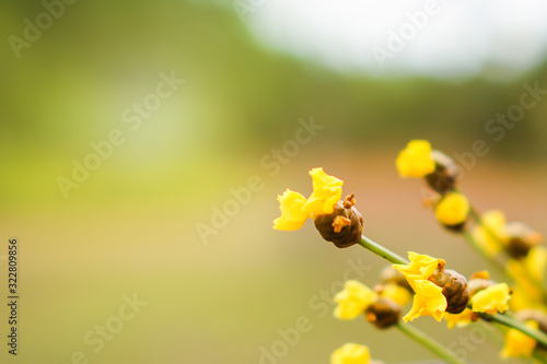 Yellow flowers on a natural blurred background.