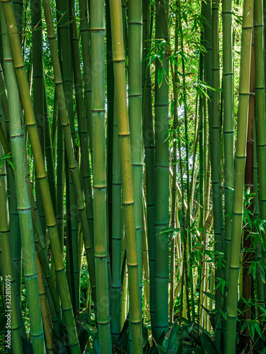 Fototapeta Naklejka Na Ścianę i Meble -  Bambu forest in garden