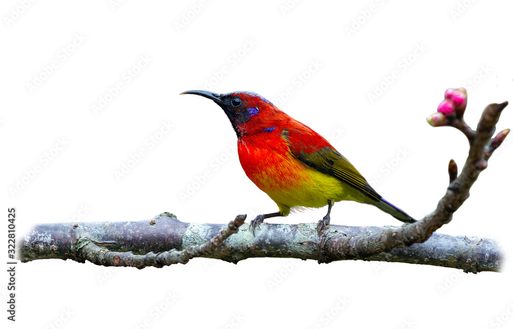 Obraz premium Mrs. Gould's Sunbird or Blue-throated Sunbird or Aethopyga gouldiae, beautiful bird isolated perching on branch with white background and clipping path, Wild Himalayan Cherry.