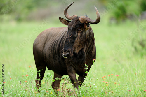 Wildebeest, gnu in the wilderness of Africa