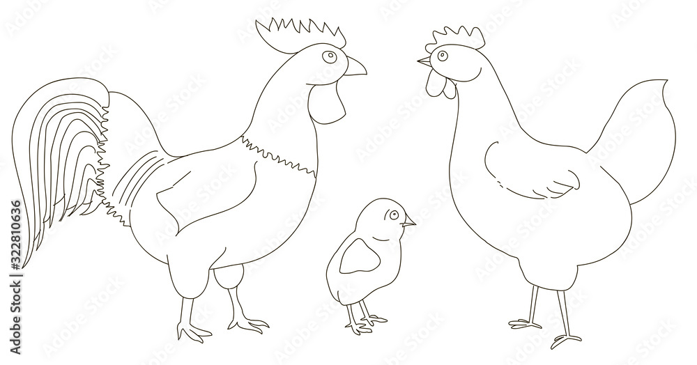 Hen , rooster and chicken on a white background. A good picture for a site about animals, poultry and a farm. Vector illustration. Hen , rooster and chicken on a white background. A good picture for a site about animals, poultry and a farm. Vector illustration.
