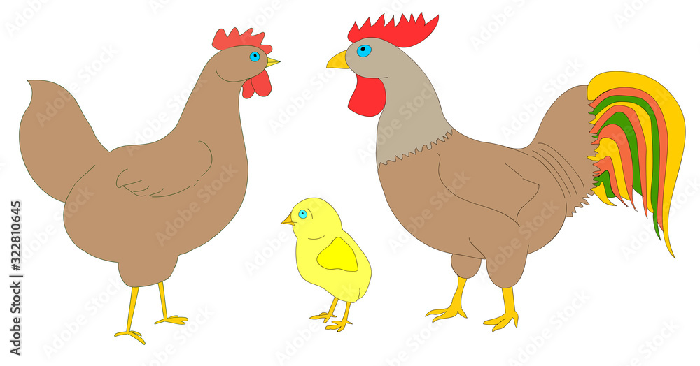 Hen, rooster and chicken on a white background. Good picture for a site about animals, poultry and farm. Color vector illustration.