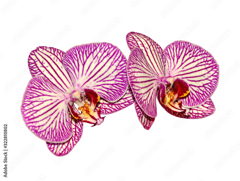 Fototapeta premium Beautiful pink orchid isolated on a white background