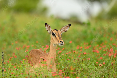 Impala antelope in the wilderness of Africa
