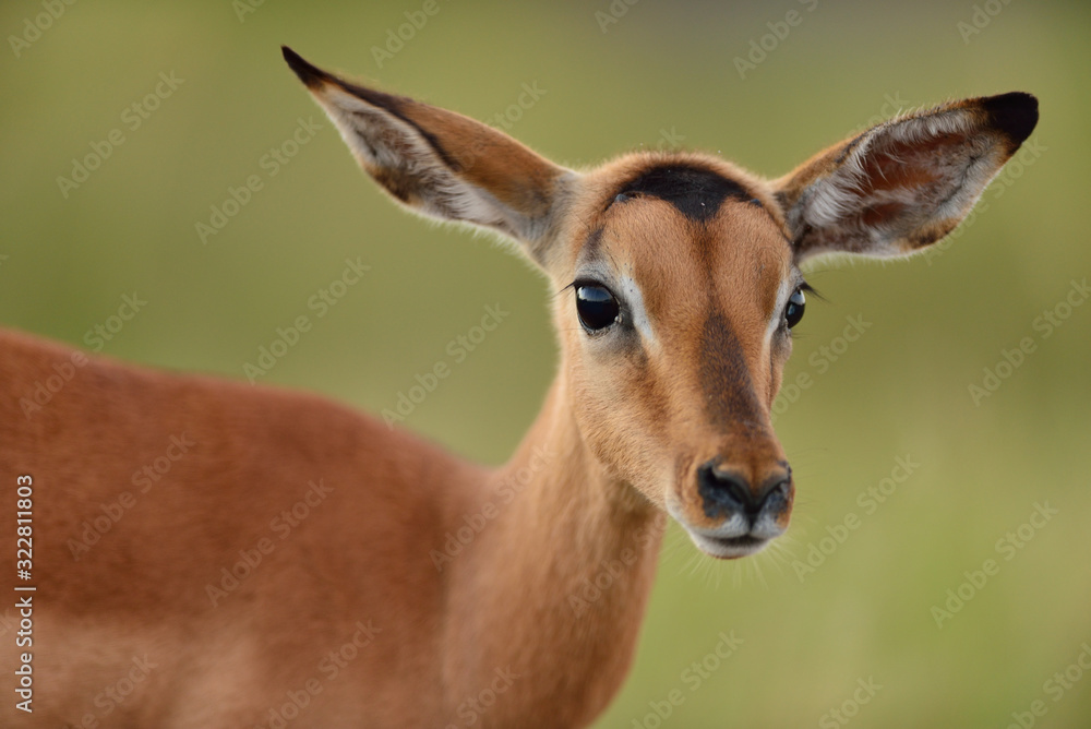 Impala antelope in the wilderness of Africa